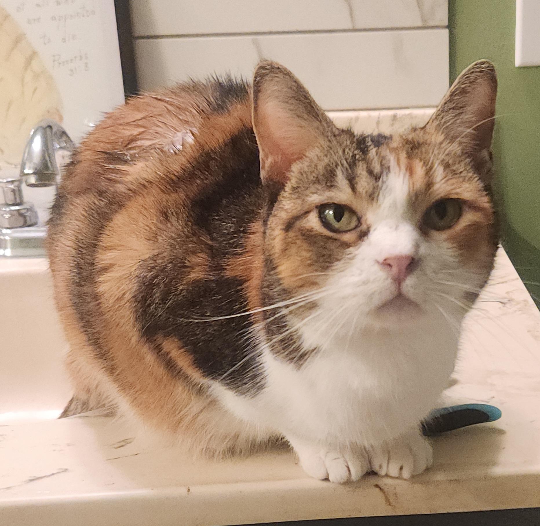 Enlarge Chimara, a Adoptable mixed breed in Mission Viejo, CA image 2/2