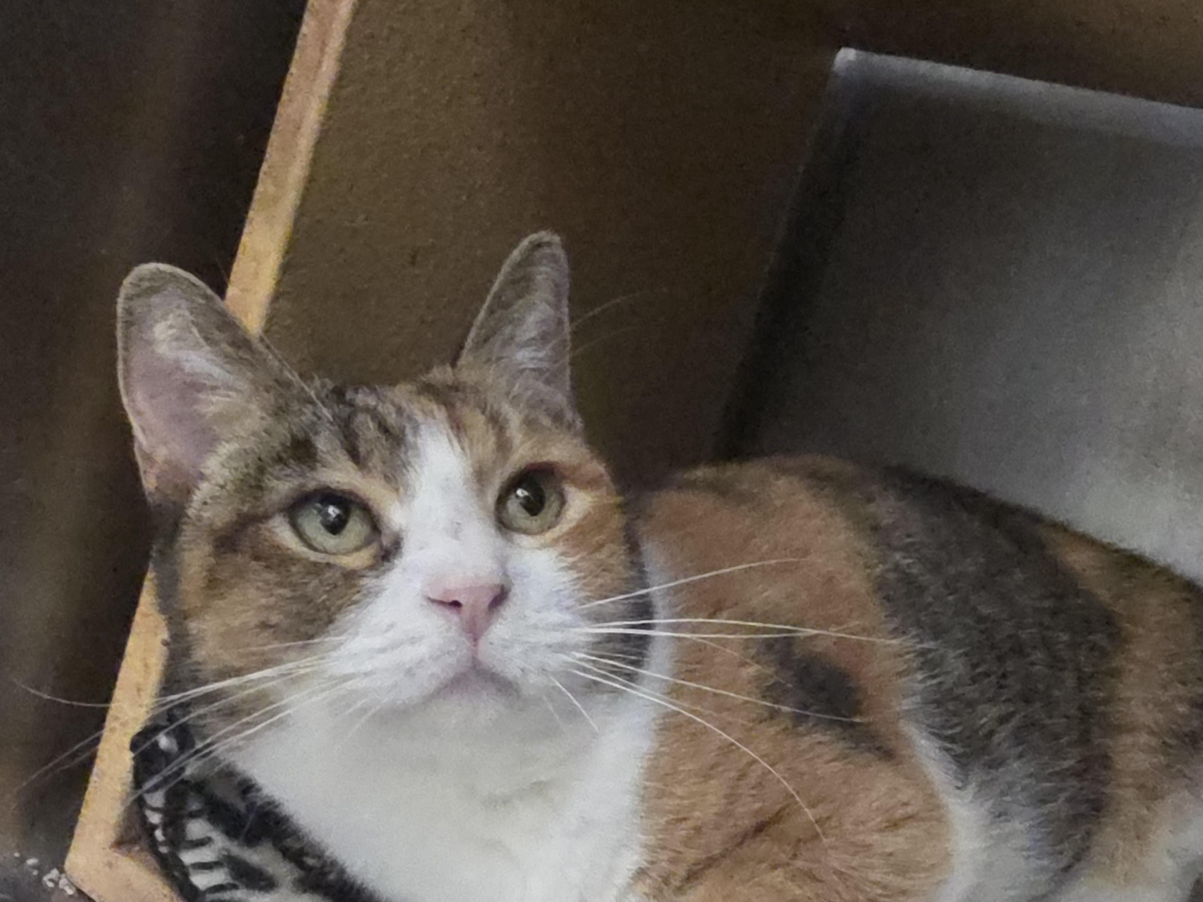 Chimara, Adoptable, Adult Female Domestic Short Hair.