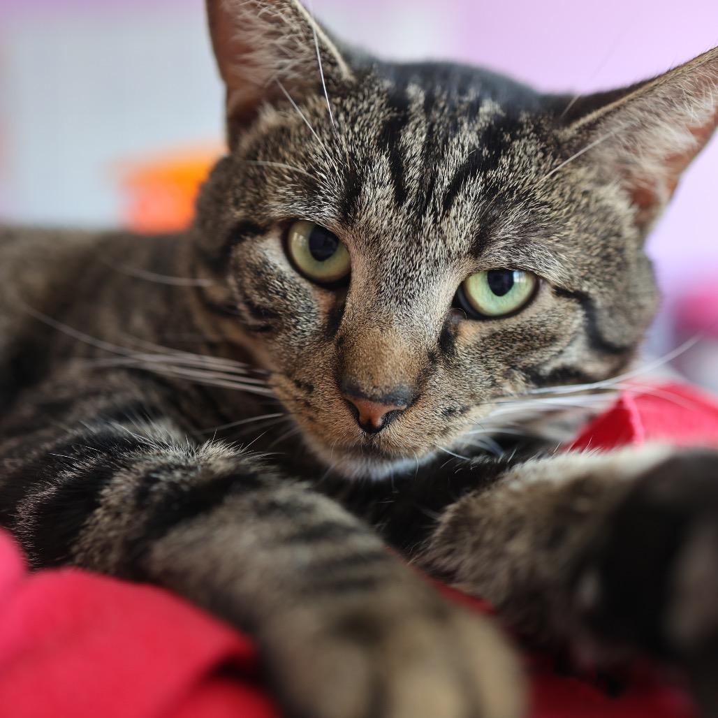 Tubs, Adoptable, Young Female Domestic Short Hair.