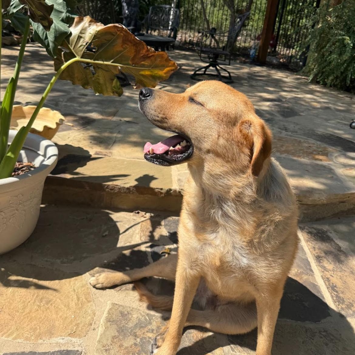 Enlarge Lando, a Adoptable mixed breed in Austin, TX image 3/5