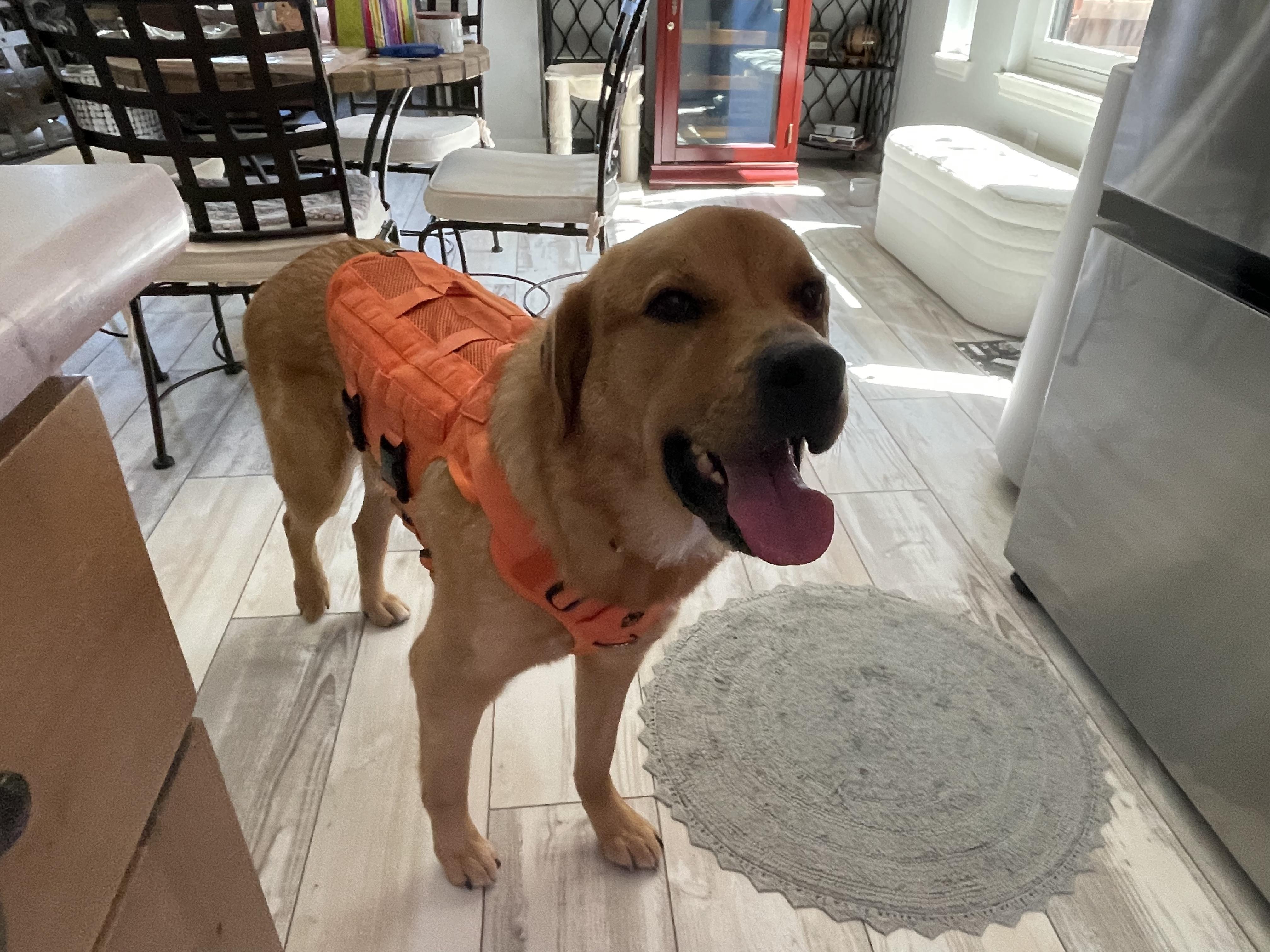 Lando, an adoptable Great Pyrenees in Austin, TX, 78757 | Photo Image 4