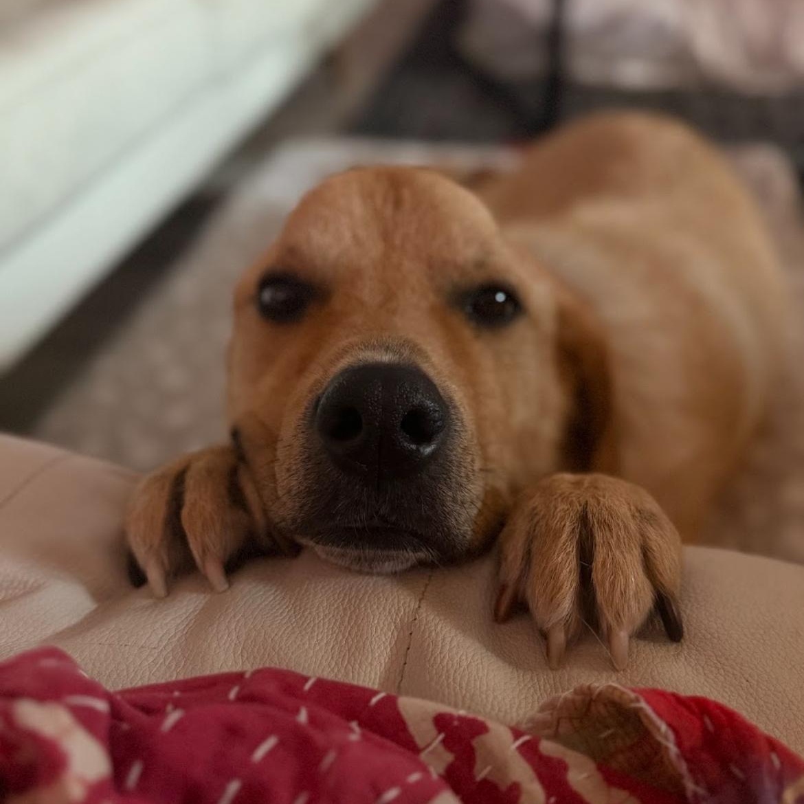 Enlarge Lando, a Adoptable mixed breed in Austin, TX image 4/5