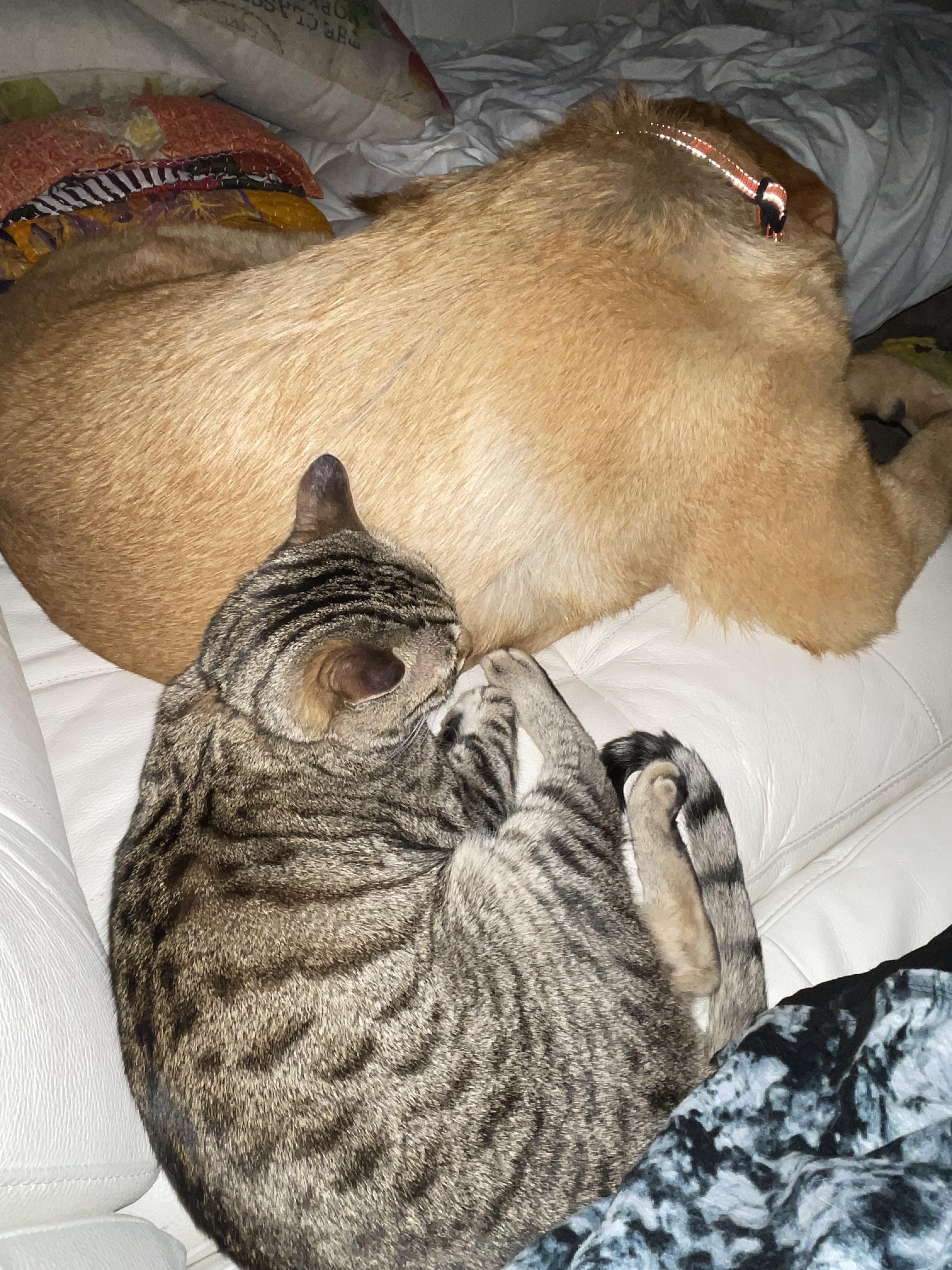 Lando, an adoptable Great Pyrenees in Austin, TX, 78757 | Photo Image 3