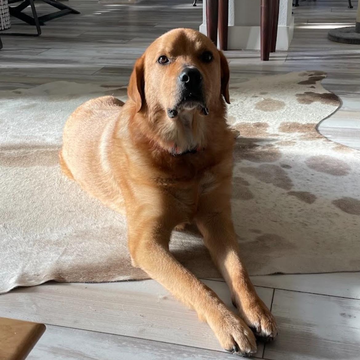 Enlarge Lando, a Adoptable mixed breed in Austin, TX image 2/5