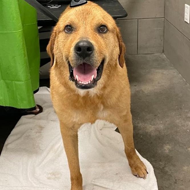 Lando, Adoptable, Adult Male Great Pyrenees.