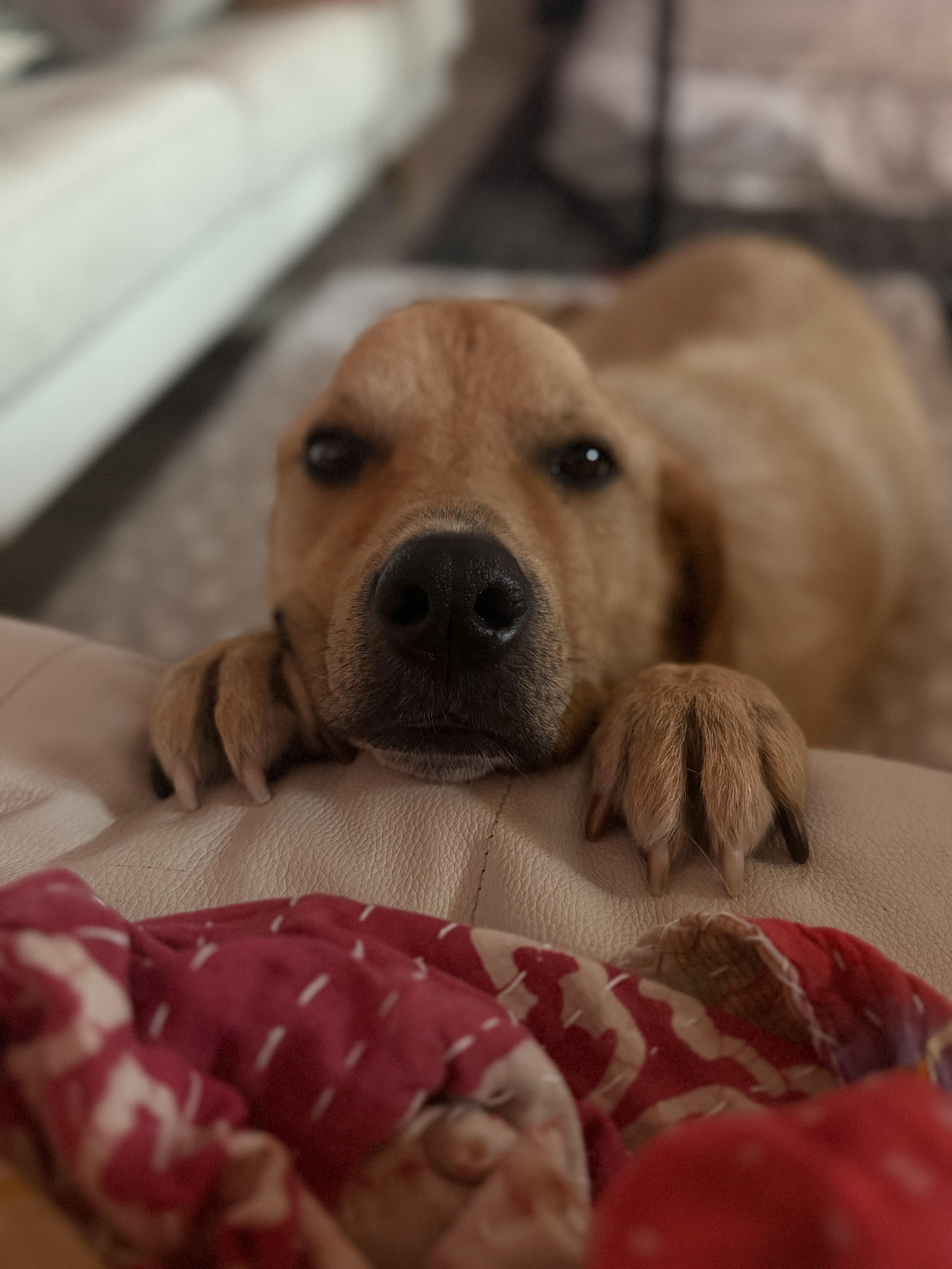 Lando, an adoptable Great Pyrenees in Austin, TX, 78757 | Photo Image 2