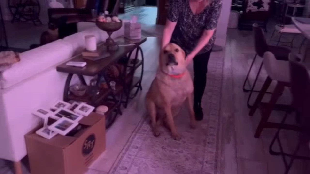 Enlarge Lando, a Adoptable mixed breed in Austin, TX video 5/5