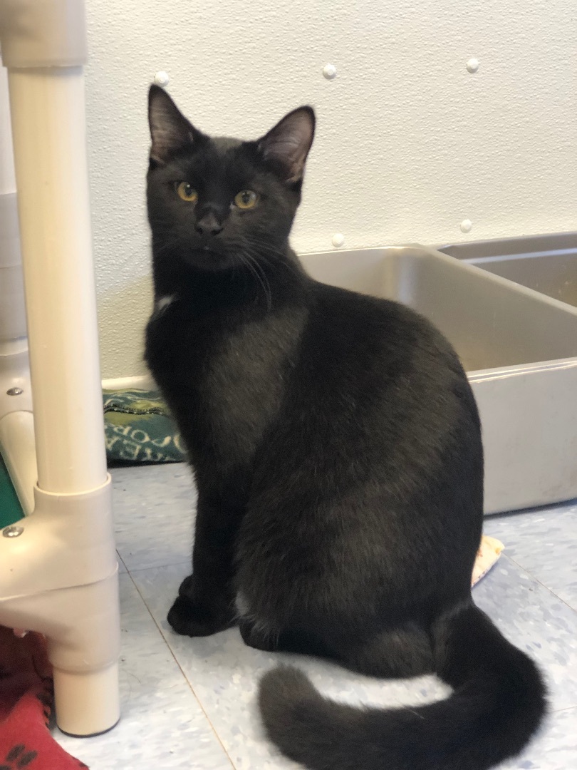 Enlarge Hagrid, a Adoptable Domestic Short Hair in Rochester, NY image 7/10