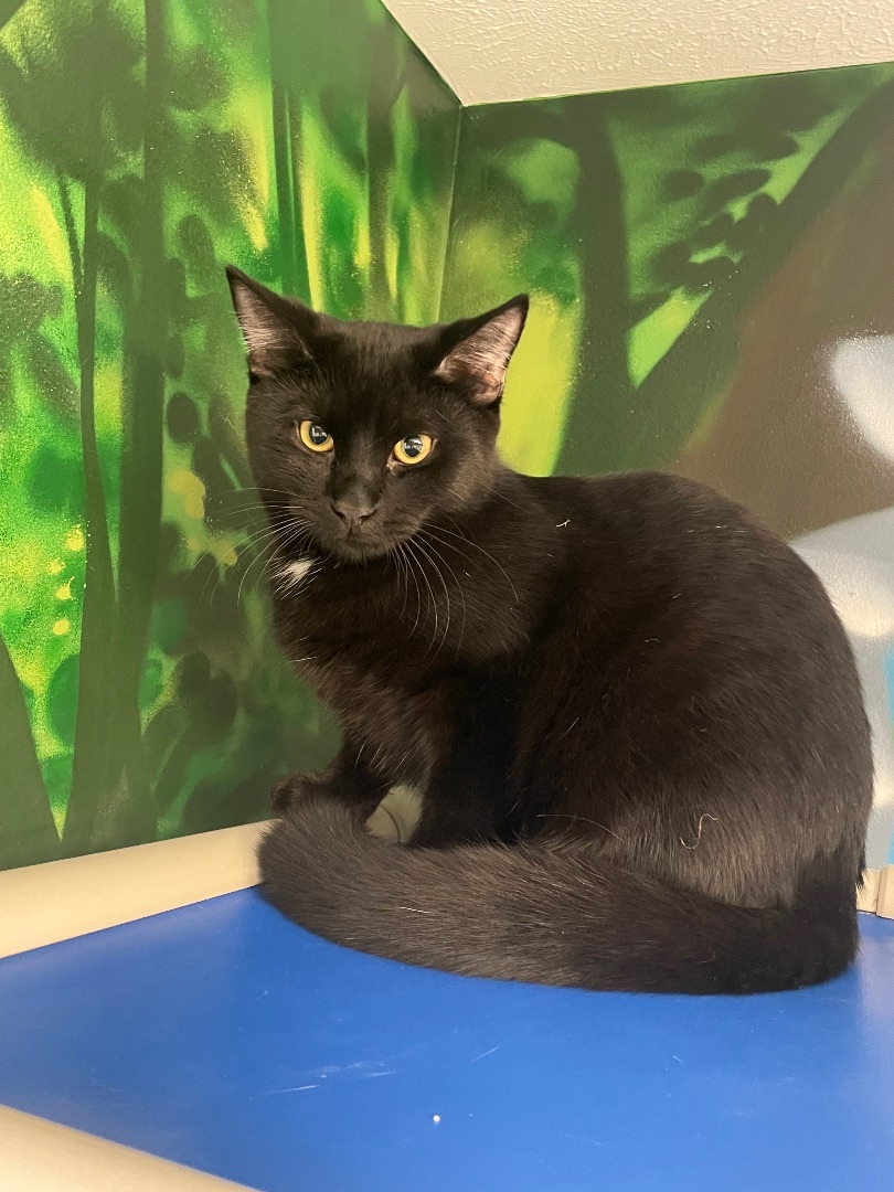 Enlarge Hagrid, a Adoptable Domestic Short Hair in Rochester, NY image 8/10