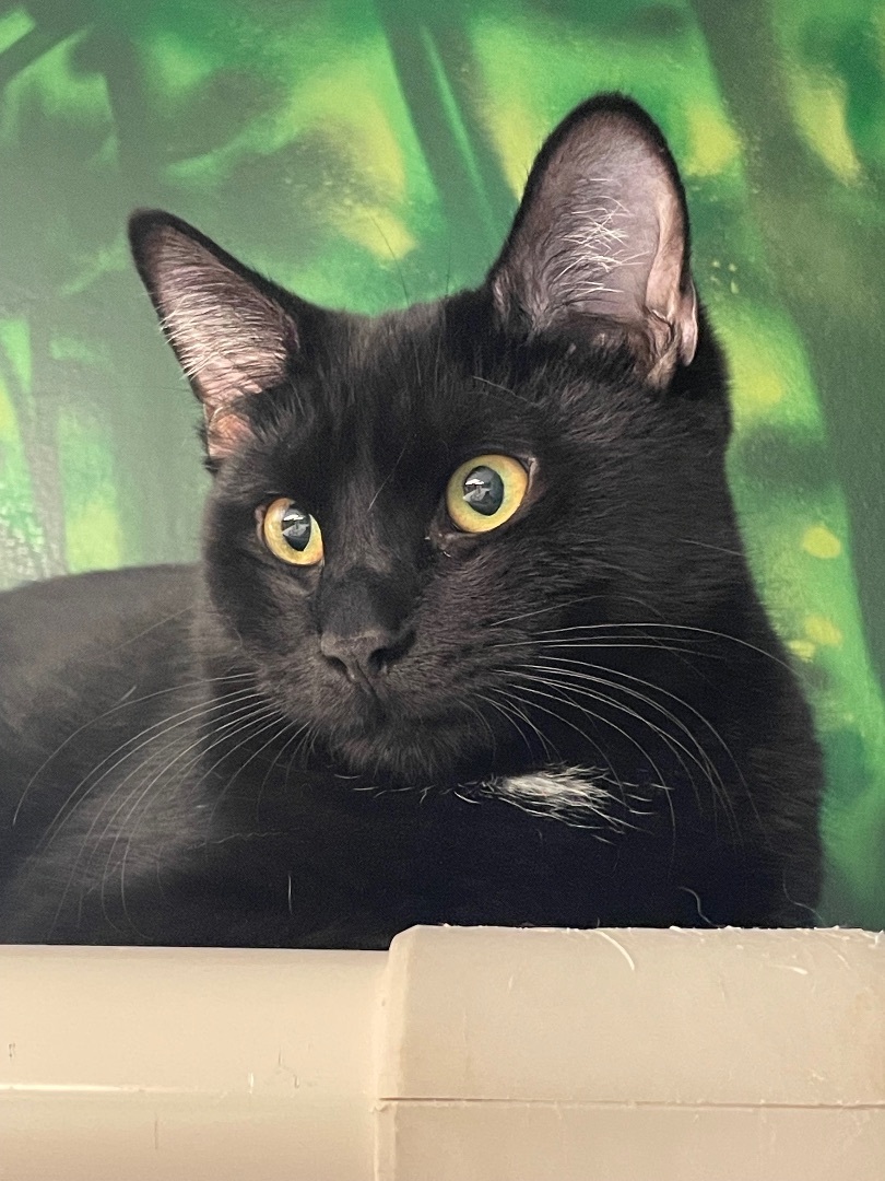 Hagrid, Adoptable, Adult Male Domestic Short Hair.