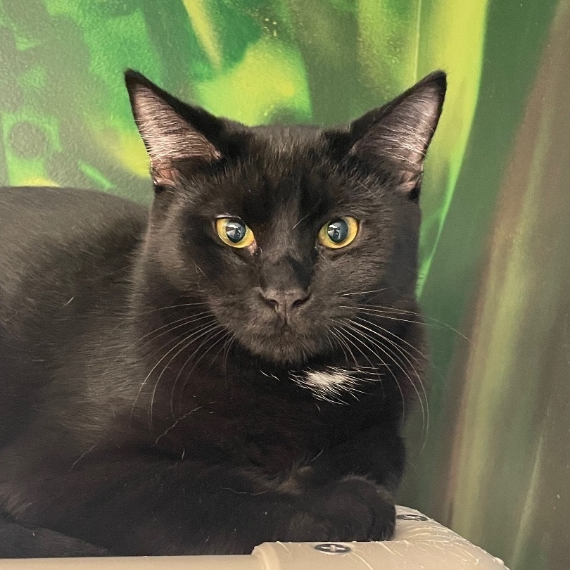 Enlarge Hagrid, a Adoptable Domestic Short Hair in Rochester, NY image 9/10