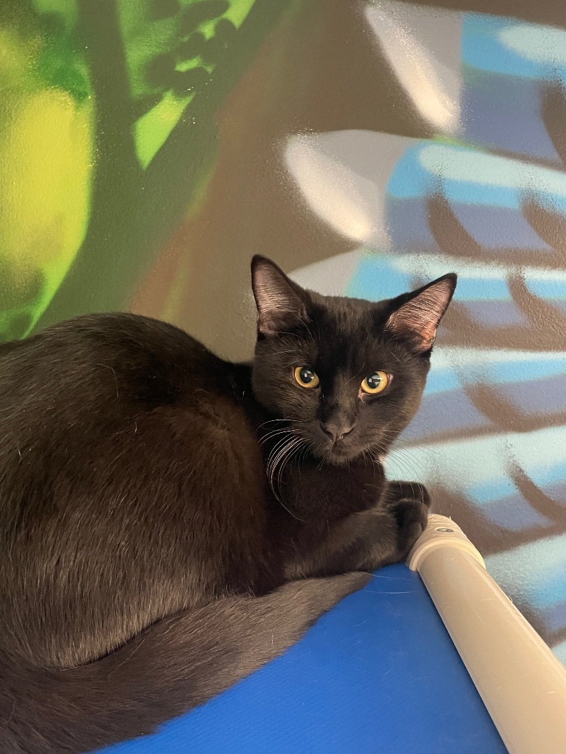 Enlarge Hagrid, a Adoptable Domestic Short Hair in Rochester, NY image 10/10