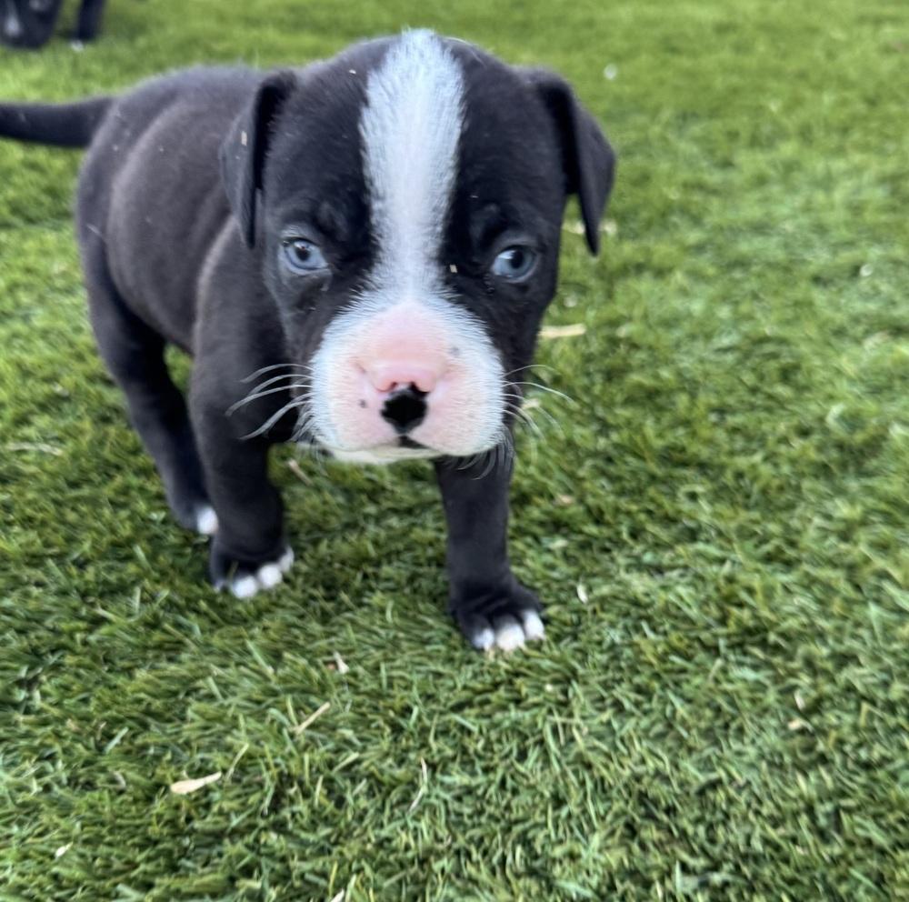 Bucky, Adoptable, Puppy Male Pit Bull Terrier & Mixed Breed.