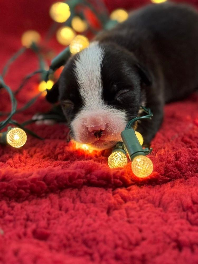 Enlarge Bucky, a Adoptable mixed breed in Warr Acres, OK image 2/6