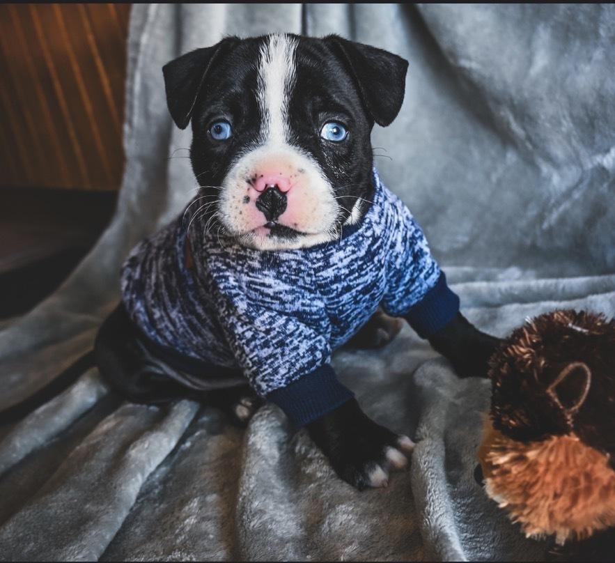 Bucky, Adoptable, Puppy Male Pit Bull Terrier & Mixed Breed.