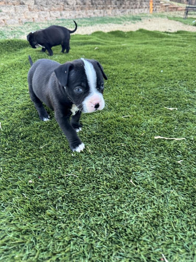 Enlarge Bucky, a Adoptable mixed breed in Warr Acres, OK image 3/6