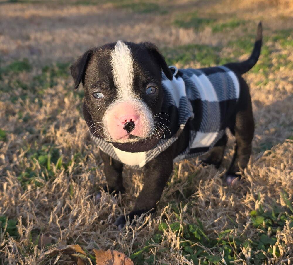 Enlarge Bucky, a Adoptable mixed breed in Warr Acres, OK image 4/6