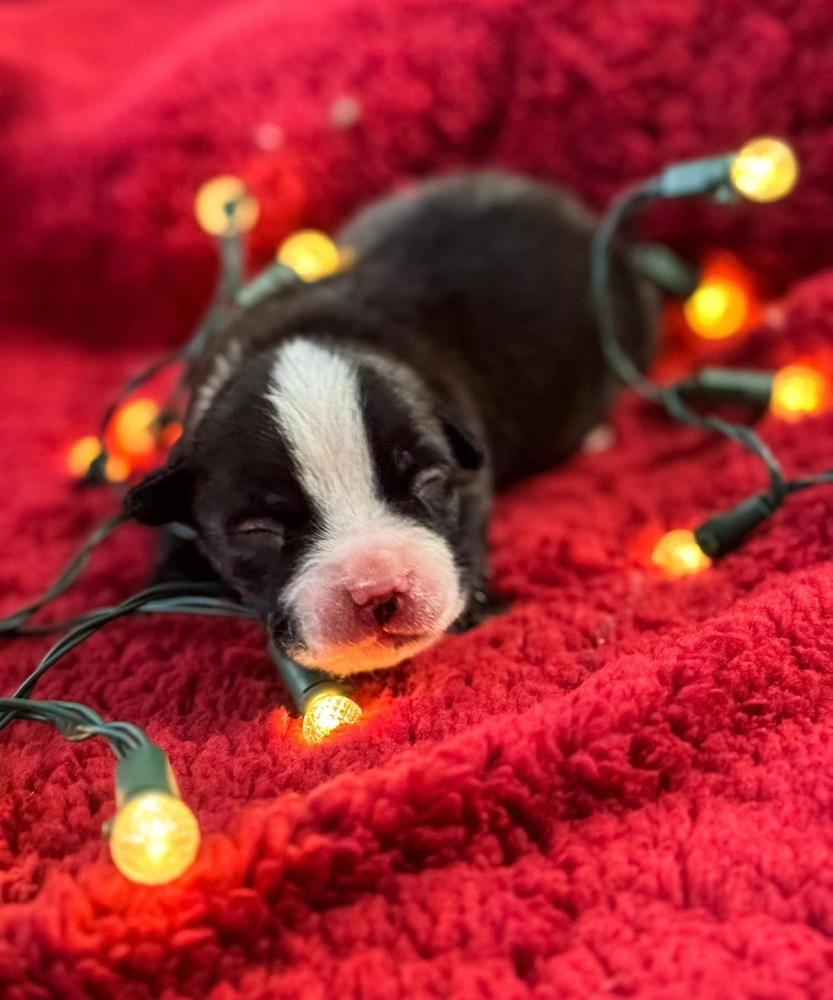 Enlarge Bucky, a Adoptable mixed breed in Warr Acres, OK image 6/6