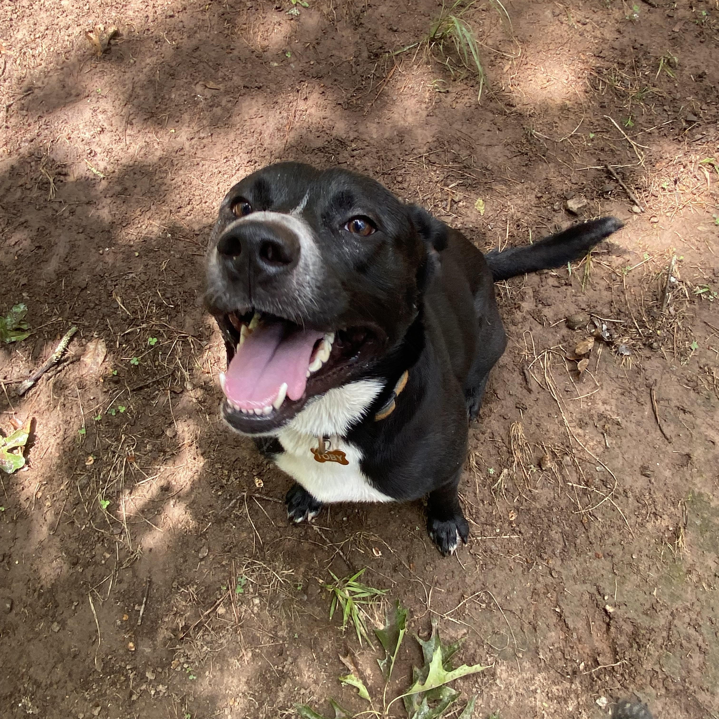 Enlarge Toby. ( Courtesy Post), a Adoptable mixed breed in Covington, GA image 1/3