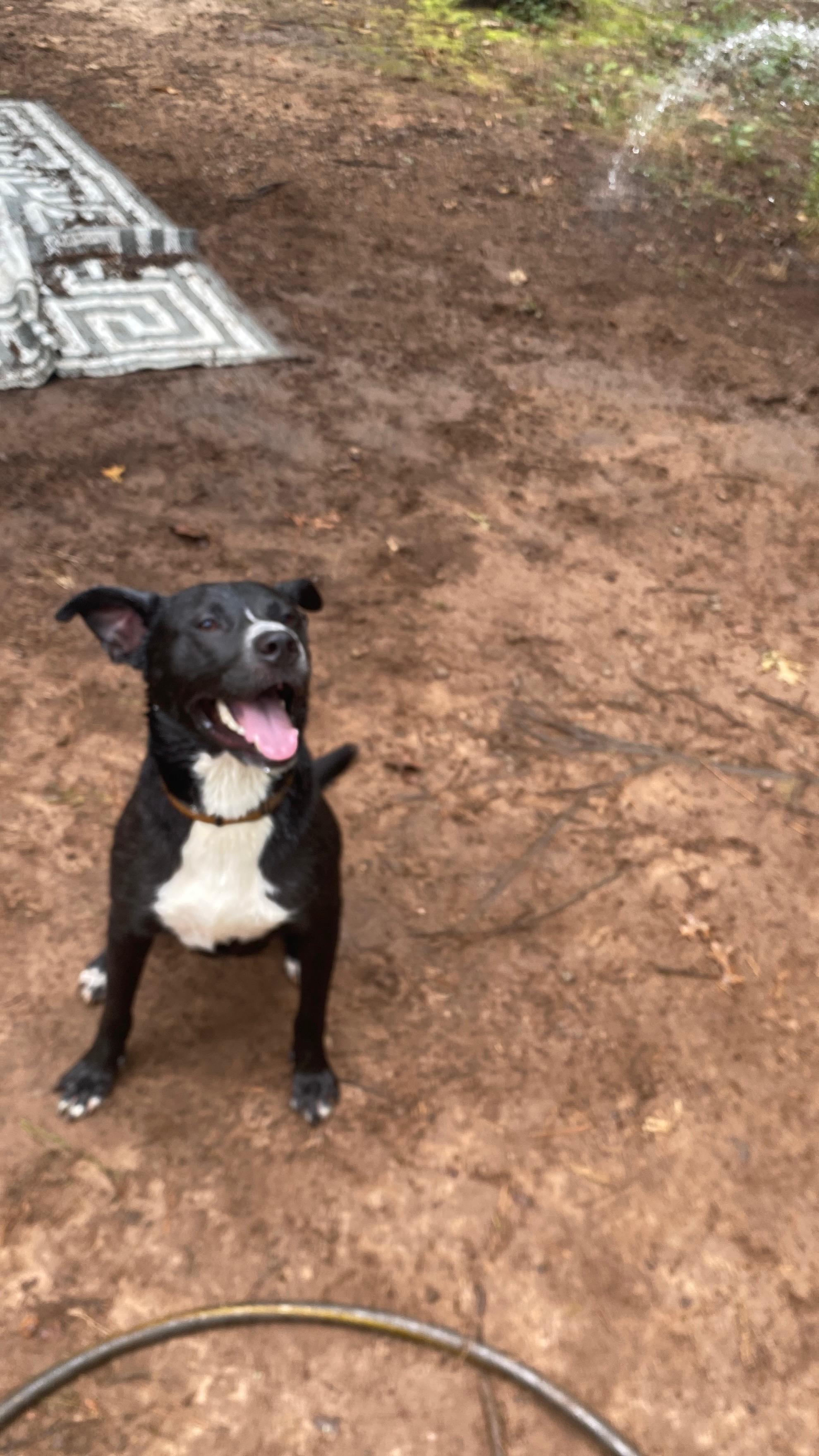 Enlarge Toby. ( Courtesy Post), a Adoptable mixed breed in Covington, GA image 3/3