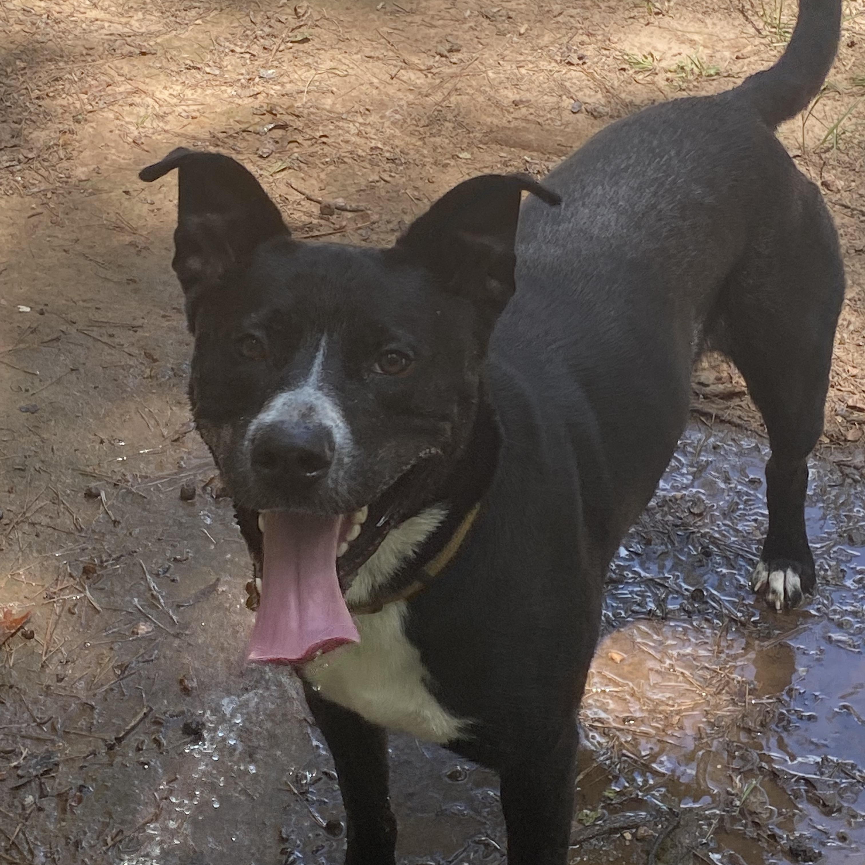 Enlarge Toby. ( Courtesy Post), a Adoptable mixed breed in Covington, GA image 2/3