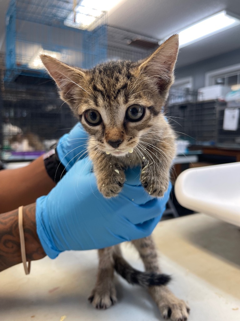 Cat for adoption Dino, a Domestic Short Hair in Winnsboro, SC Petfinder