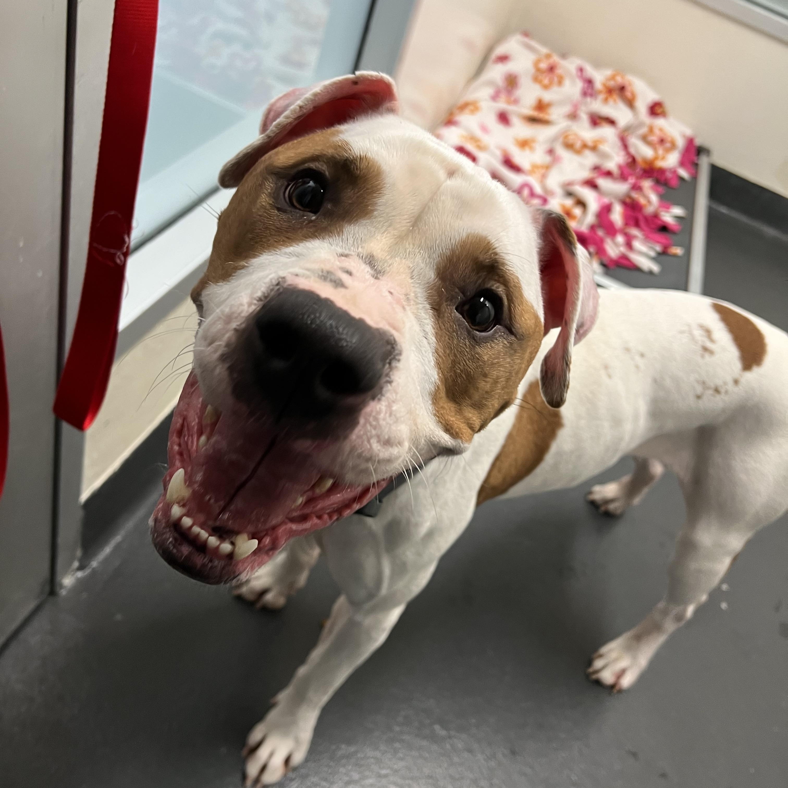 Enlarge Bandit, an adopted mixed breed in Ithaca, NY image 2/4