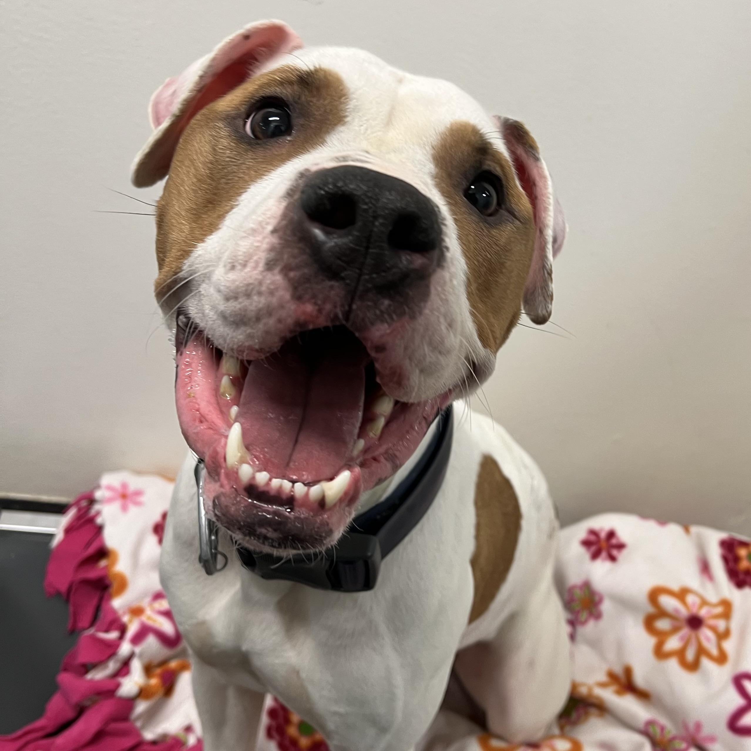 Enlarge Bandit, an adopted mixed breed in Ithaca, NY image 1/4