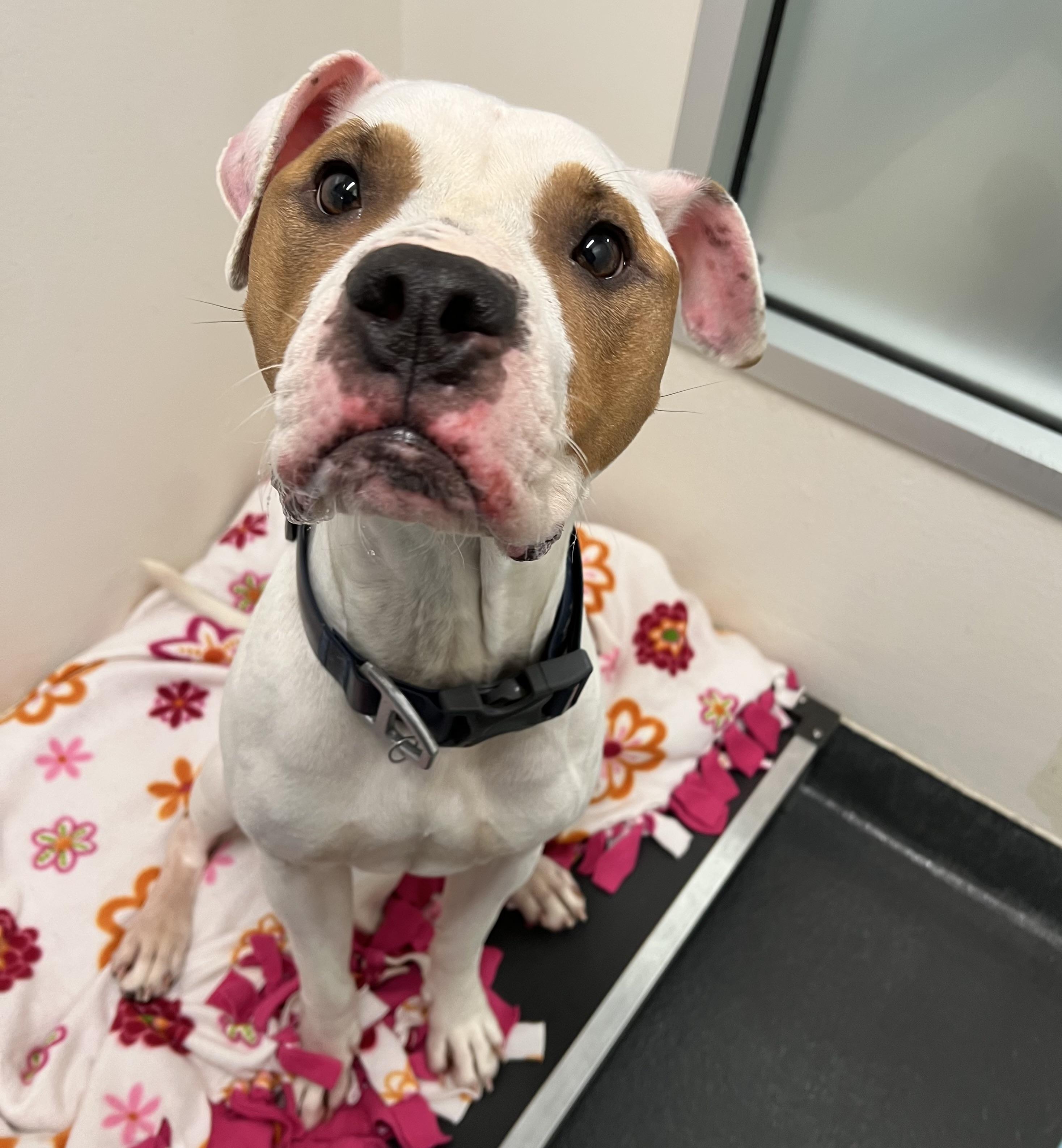 Enlarge Bandit, an adopted mixed breed in Ithaca, NY image 4/4