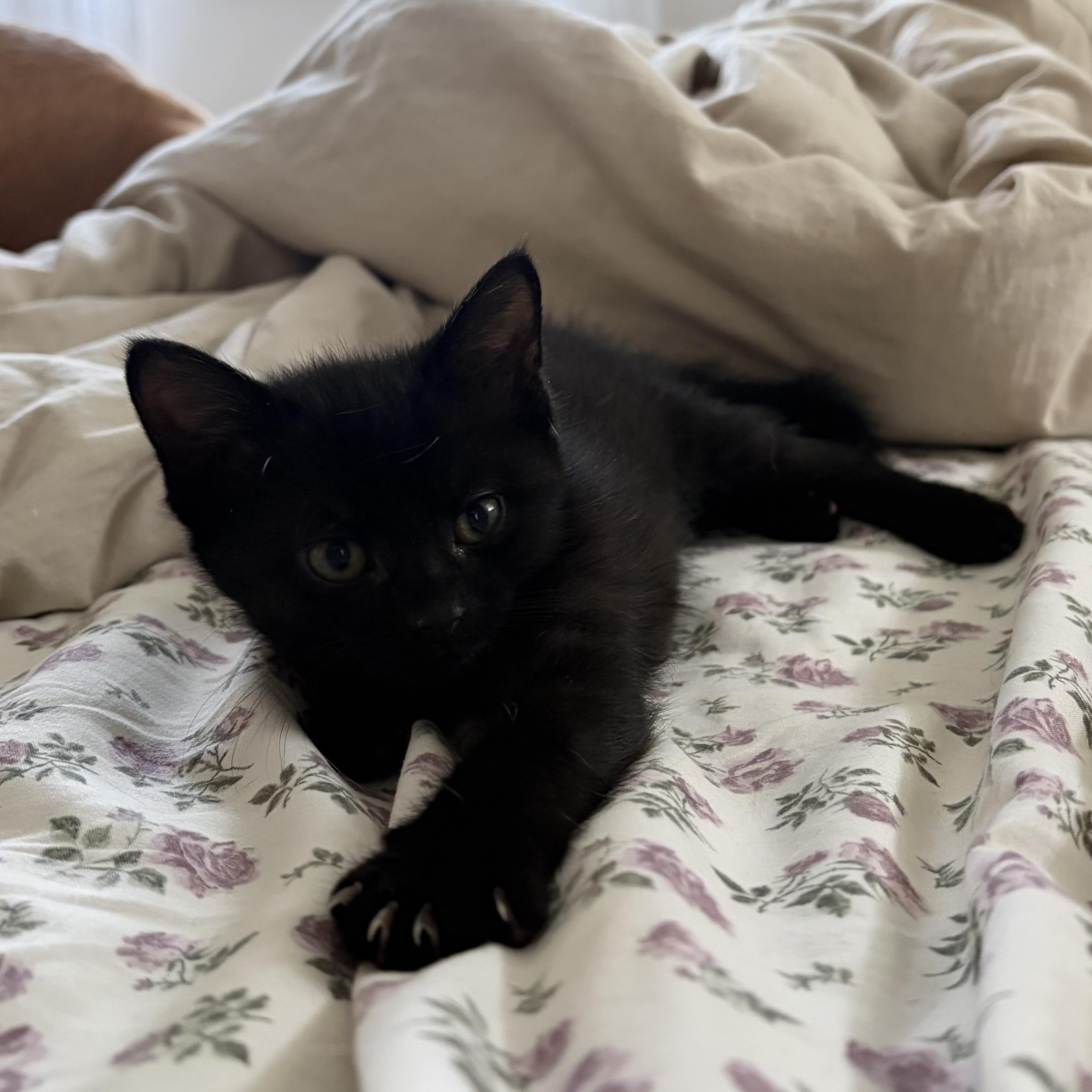 Enlarge Benson (bonded to Stabler), a Adoptable Domestic Short Hair in Columbia, MD image 3/6