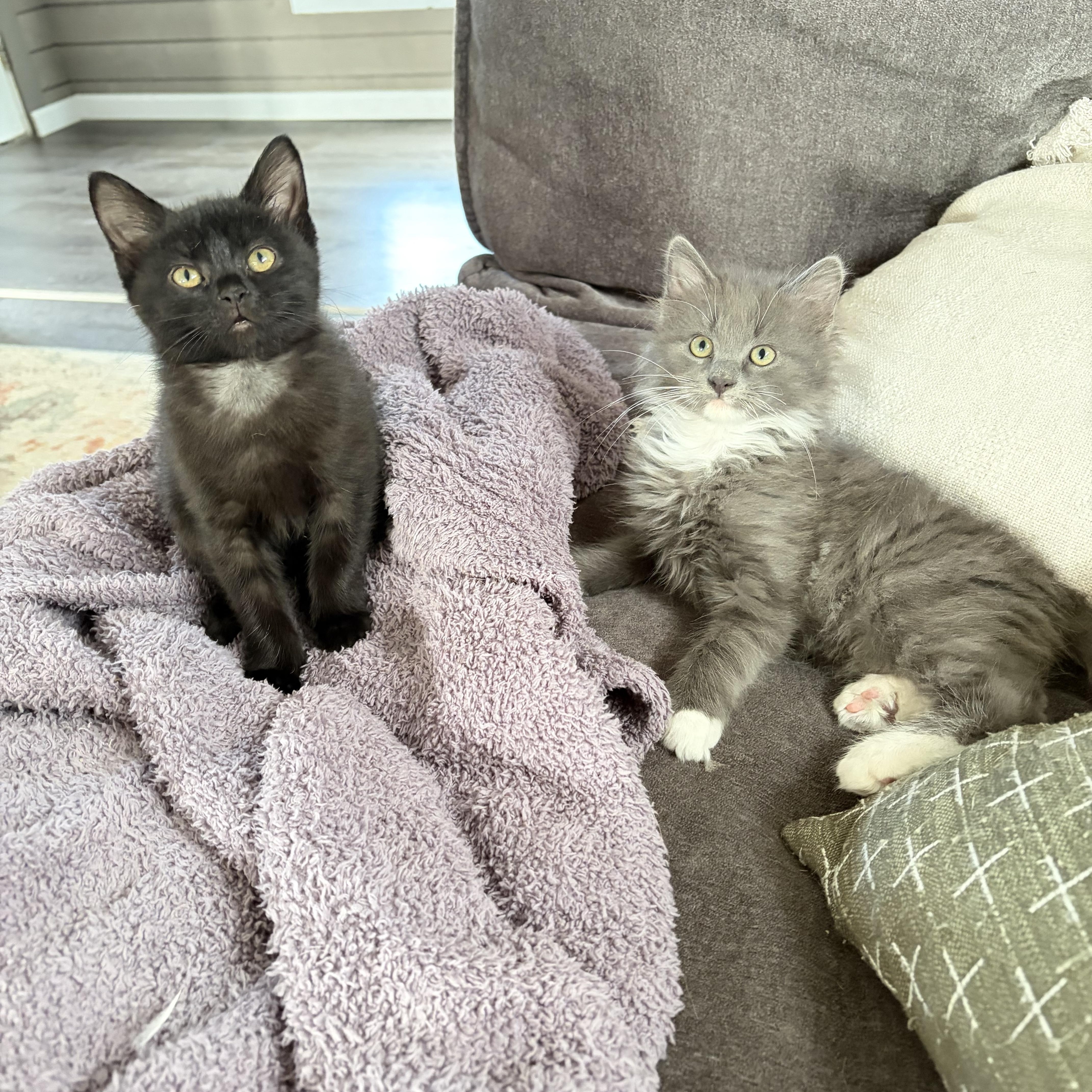 Enlarge Benson (bonded to Stabler), a Adoptable Domestic Short Hair in Columbia, MD image 5/6