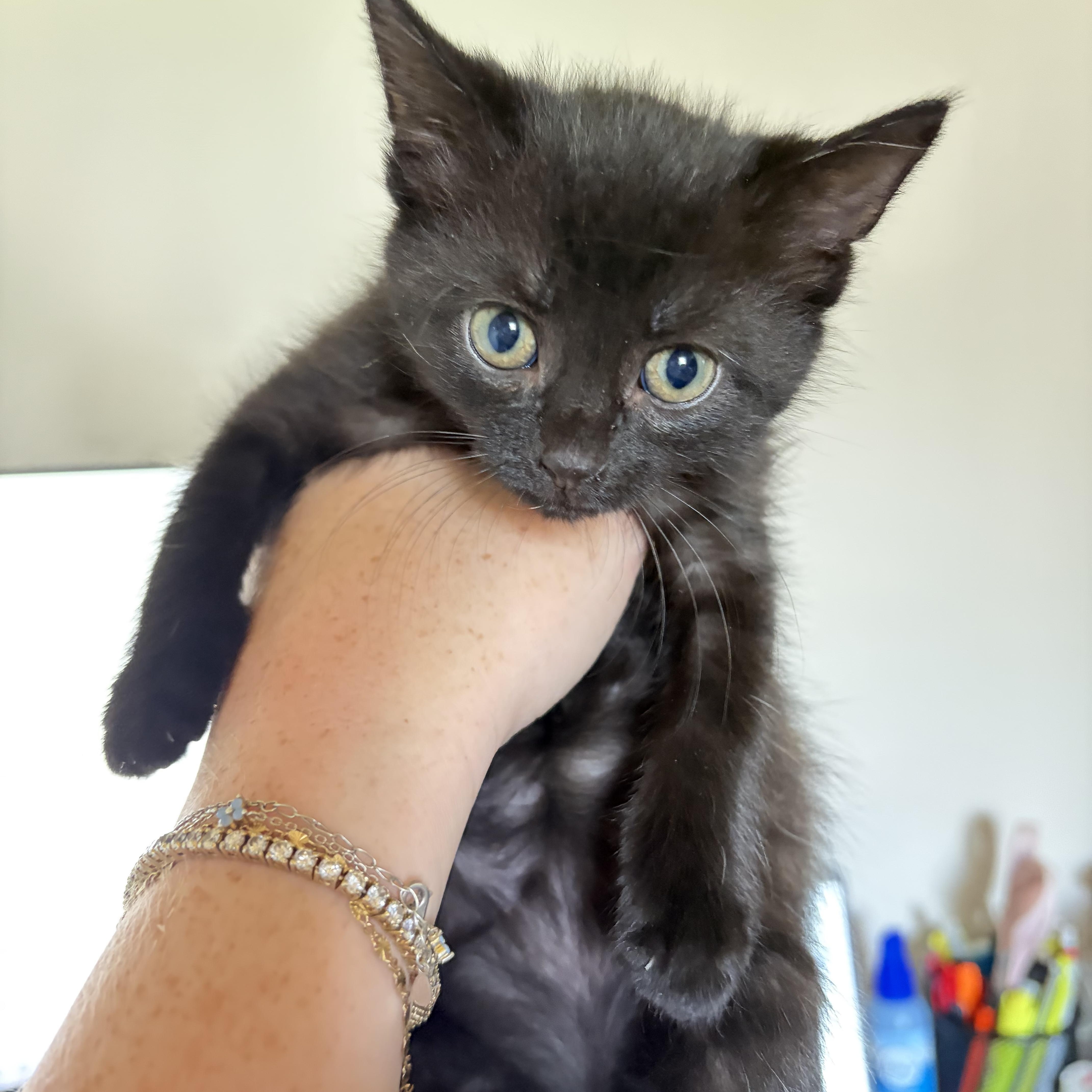 Enlarge Benson (bonded to Stabler), a Adoptable Domestic Short Hair in Columbia, MD image 2/6