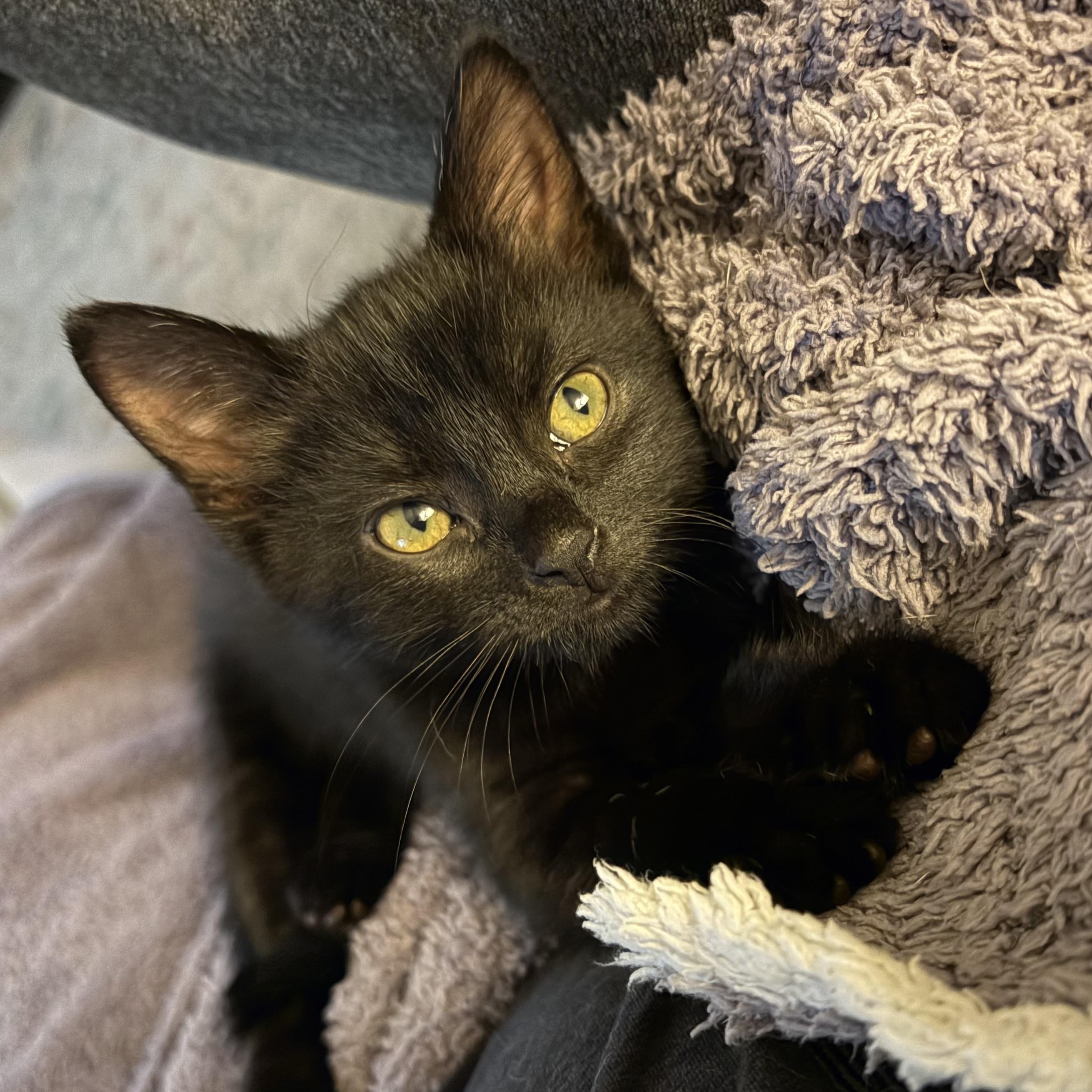 Enlarge Benson (bonded to Stabler), a Adoptable Domestic Short Hair in Columbia, MD image 1/6