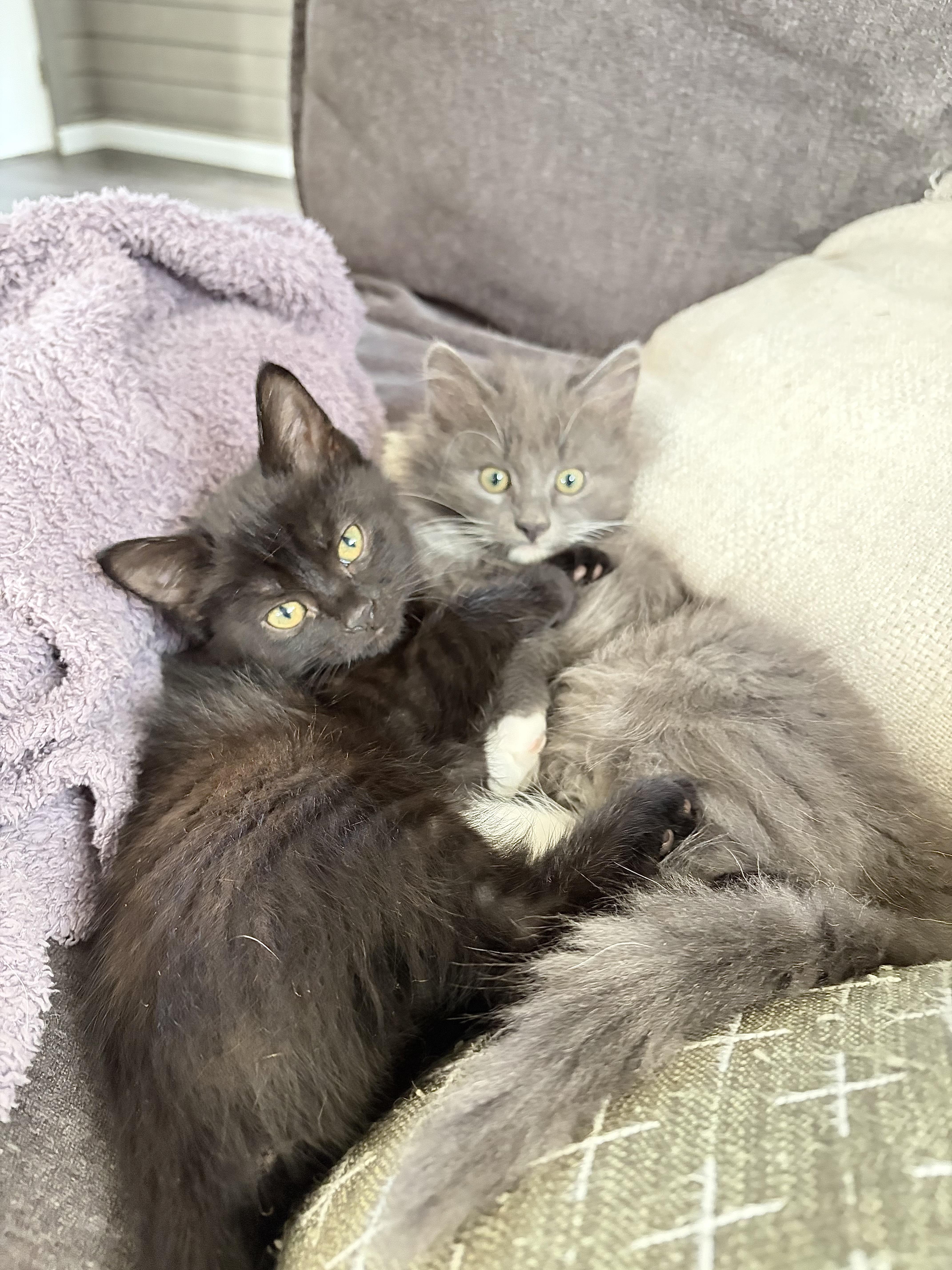 Enlarge Benson (bonded to Stabler), a Adoptable Domestic Short Hair in Columbia, MD image 6/6