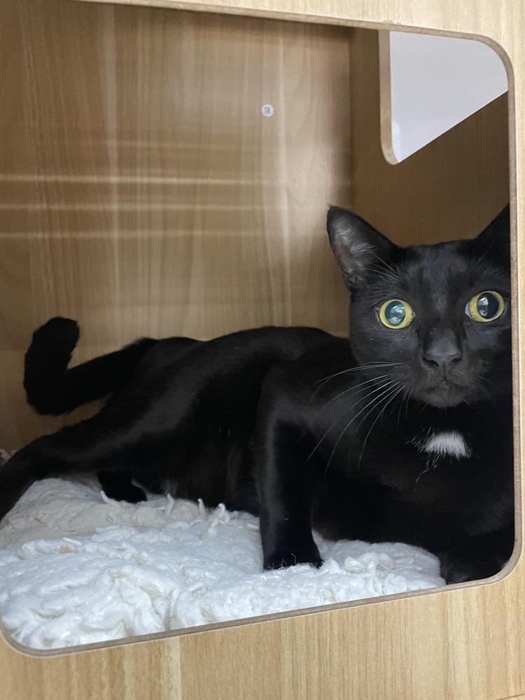 Monster, Adoptable, Adult Female Domestic Short Hair.