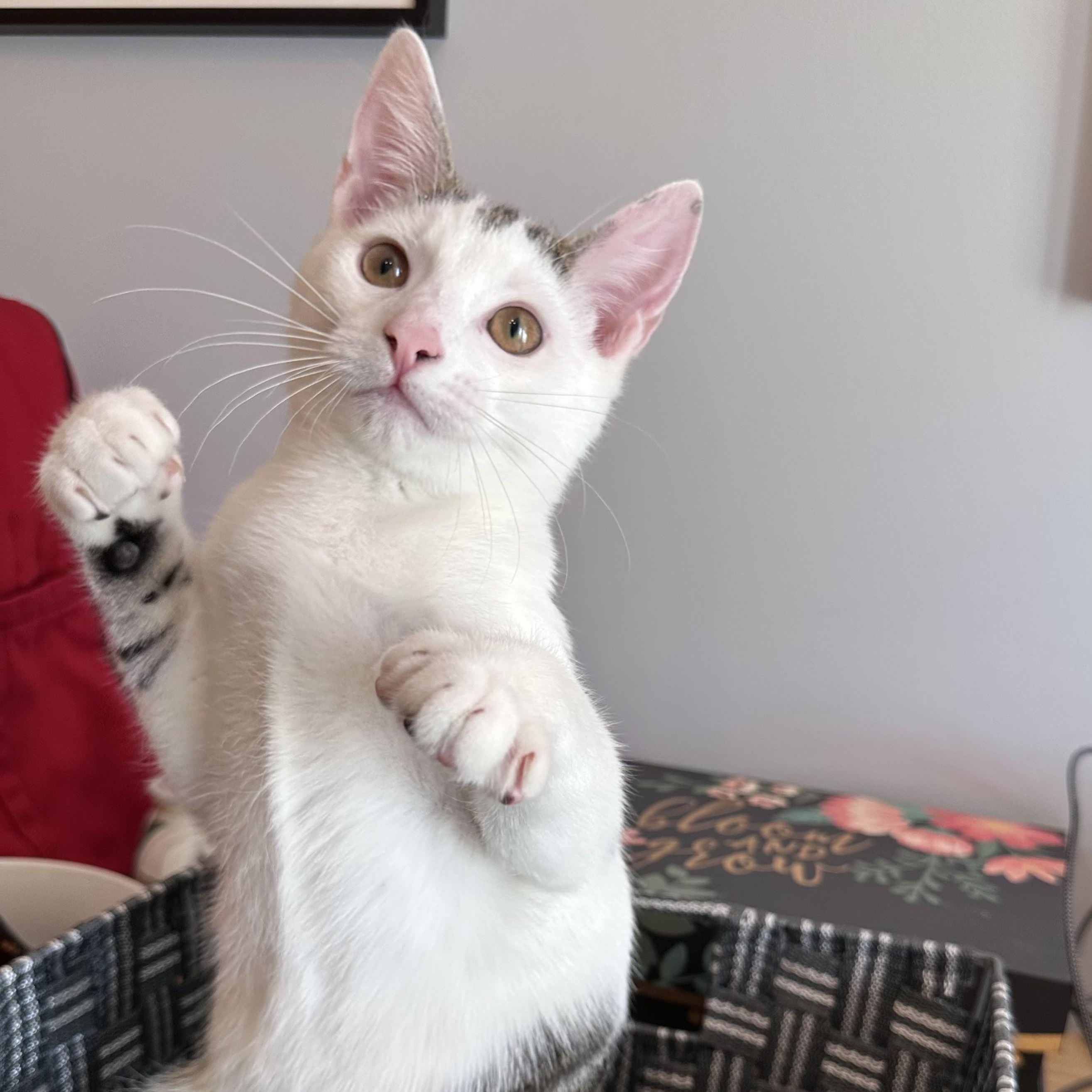 Michael, Adoptable, Kitten Male Domestic Short Hair.