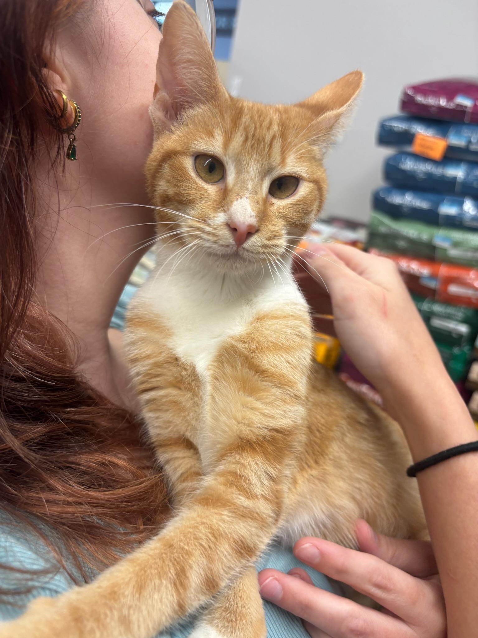 Twyla, an adopted Domestic Short Hair in Port Wentworth, GA image 3/3