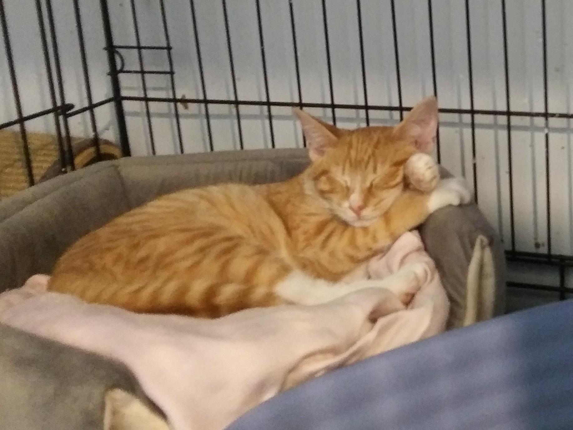 Twyla, adopted, Young Female Domestic Short Hair.