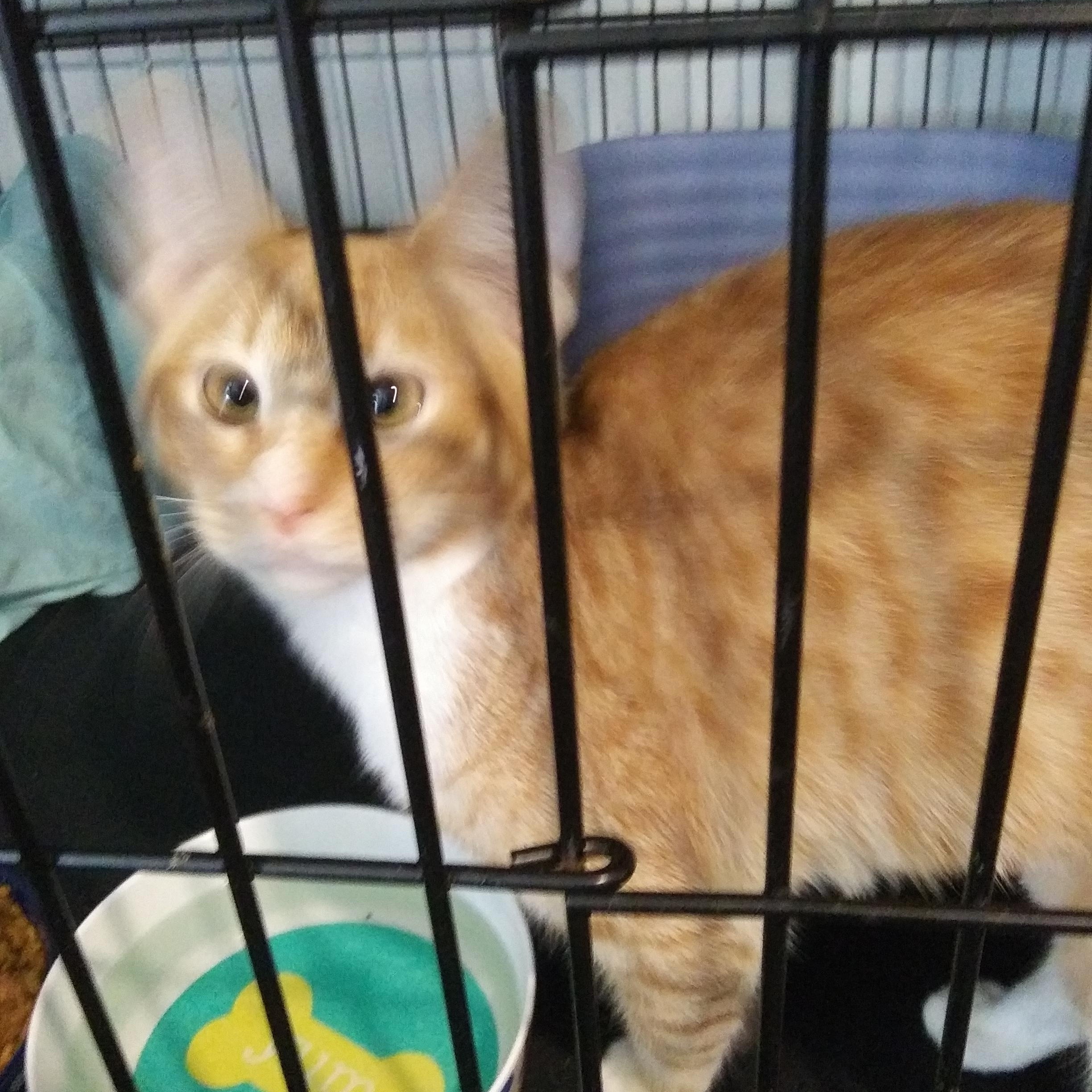 Twyla, an adopted Domestic Short Hair in Port Wentworth, GA image 2/3