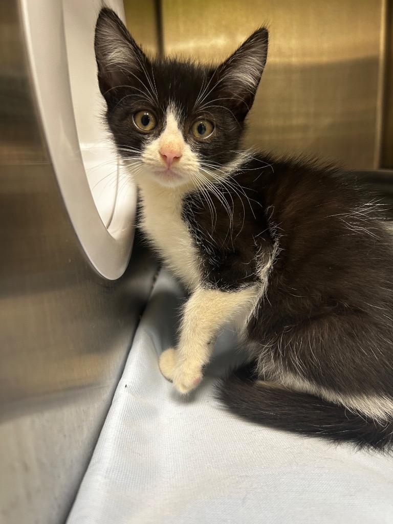 Udele / AC 27176 E, Adoptable, Kitten Female Domestic Medium Hair.