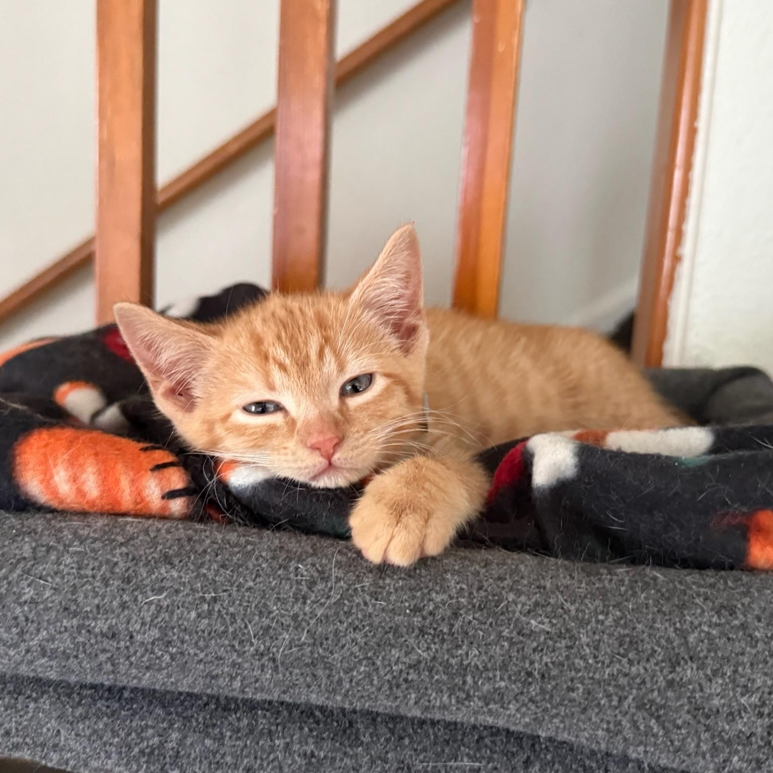 Enlarge Theo, a Adopted American Shorthair in Fayetteville, NC image 2/5