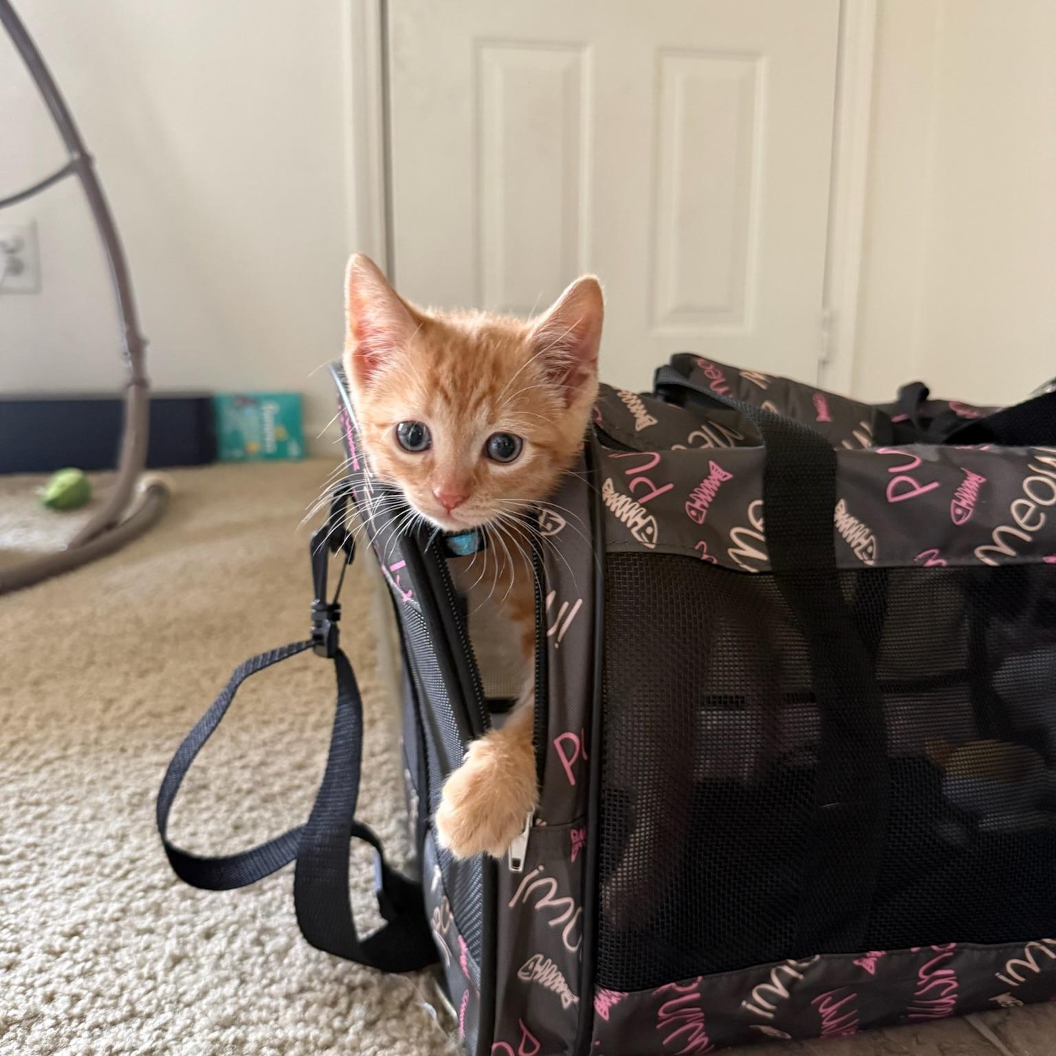 Enlarge Theo, a Adopted American Shorthair in Fayetteville, NC image 3/5