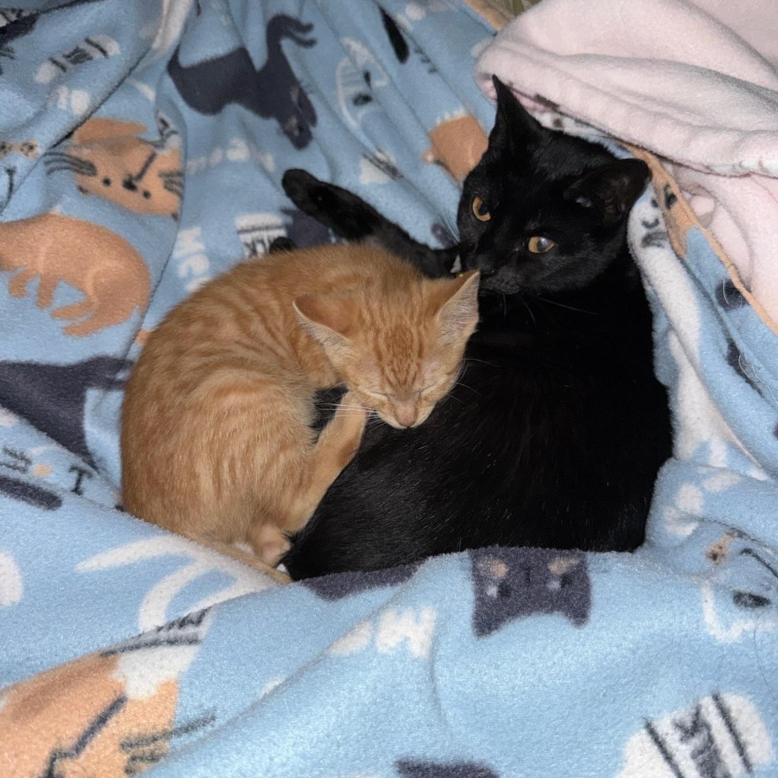 Enlarge Theo, a Adopted American Shorthair in Fayetteville, NC image 5/5