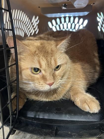 Cinnamon thumbnail 2