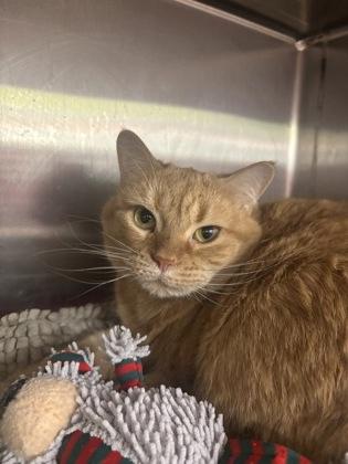 Cinnamon thumbnail 3