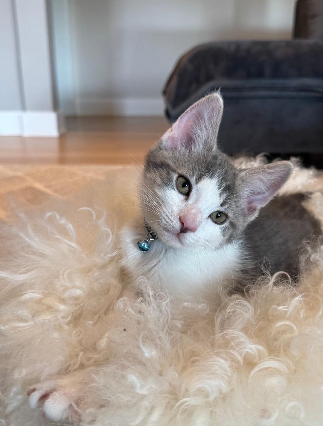 Trea, adopted, Kitten Male Domestic Short Hair.