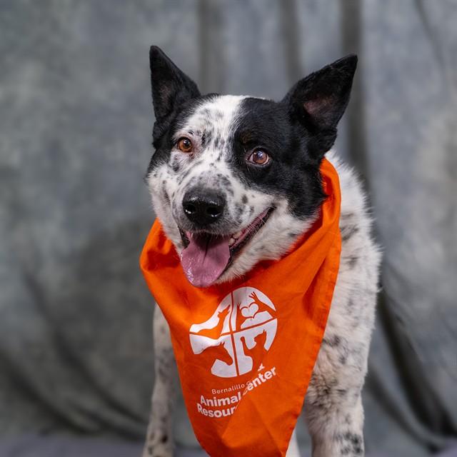 Enlarge DOMINOES, a Adoptable mixed breed in Albuquerque, NM image 1/1