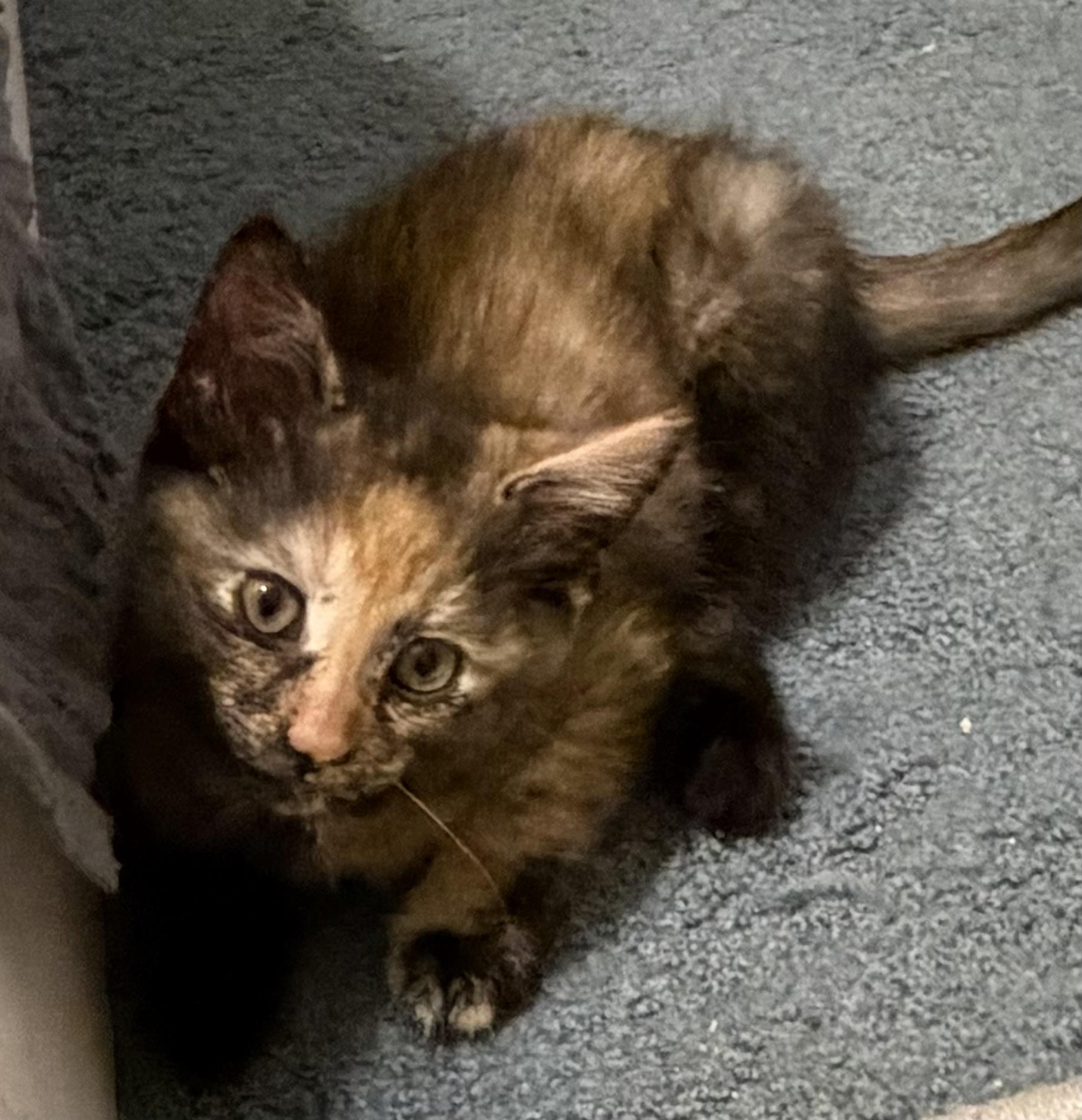 Enlarge Juniper, an adopted Domestic Short Hair in Houghton Lake, MI image 3/4