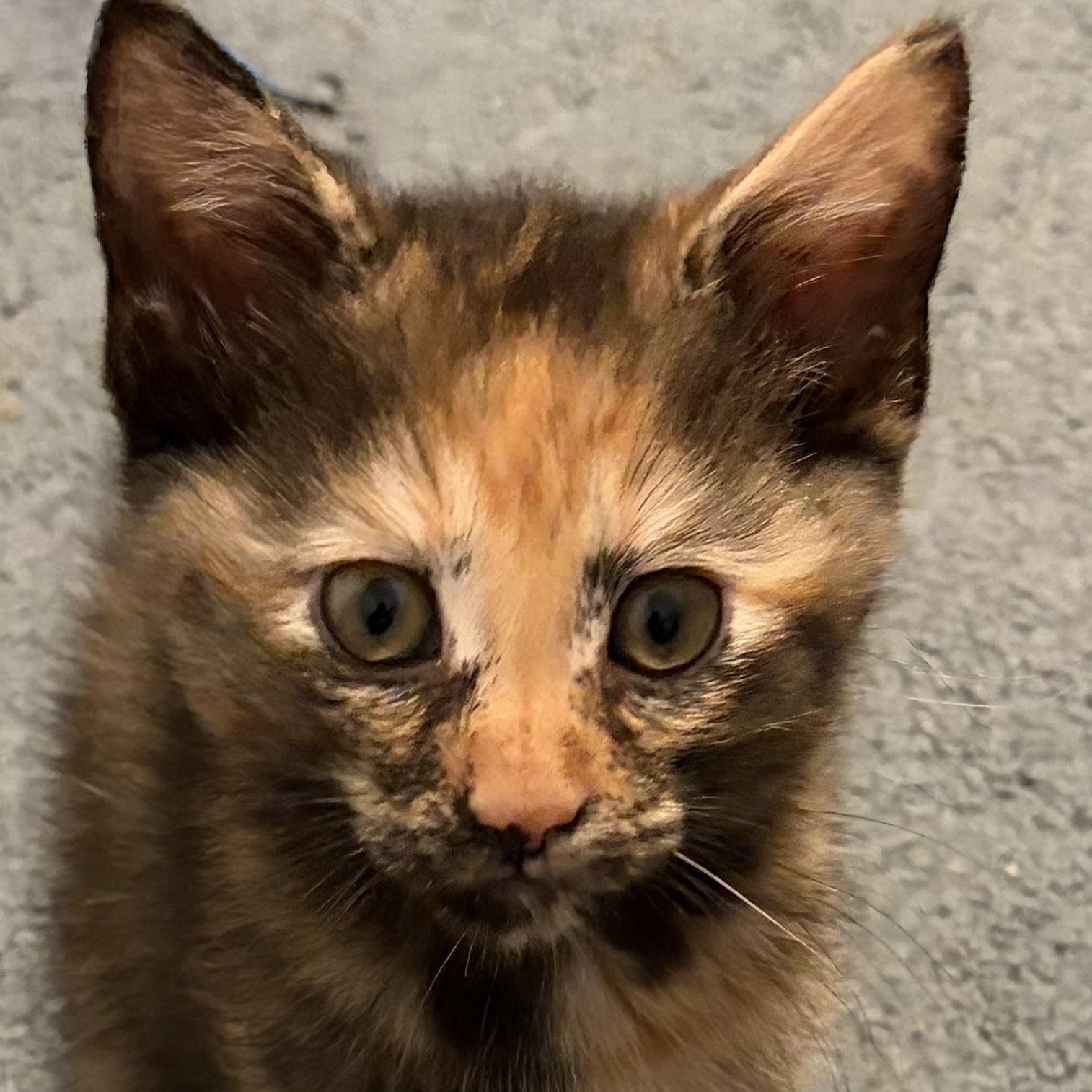 Juniper, adopted, Kitten Female Domestic Short Hair.