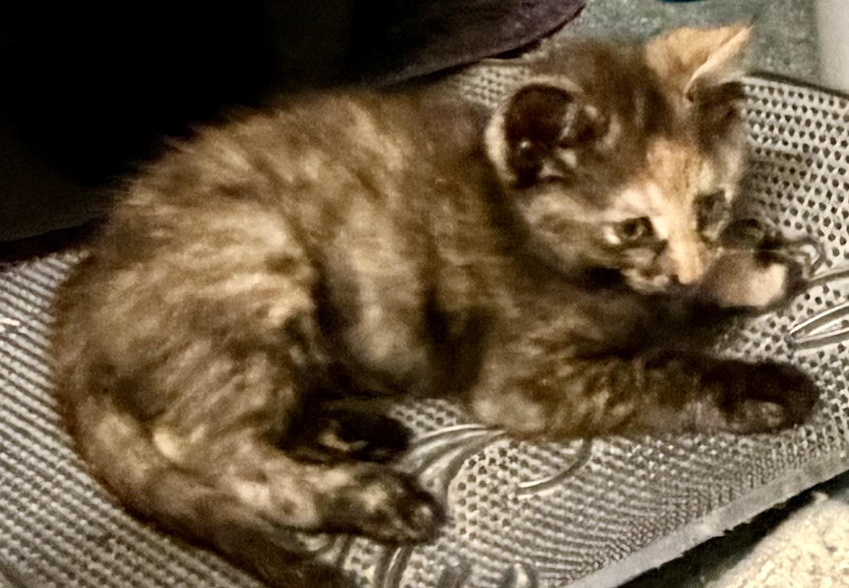 Enlarge Juniper, an adopted Domestic Short Hair in Houghton Lake, MI image 2/4